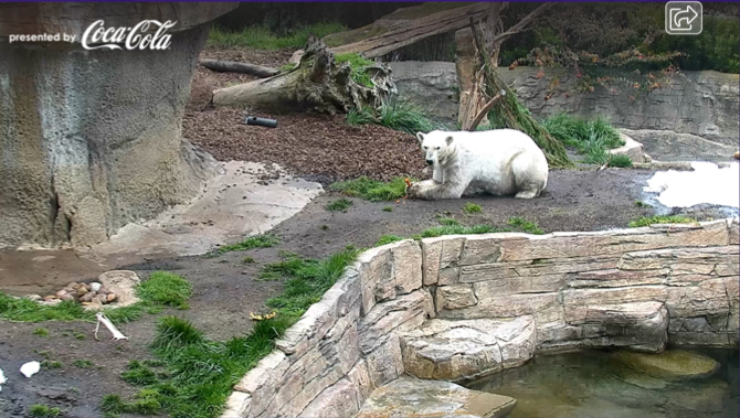 Κάμερα πολικής αρκούδας ζωολογικό κήπο του Σαν Ντιέγκο